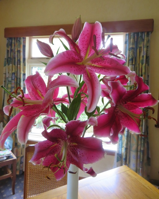 But will the auratum lilies in the garden open in time for Thursday's visitors? 