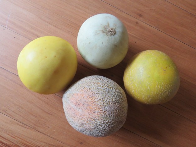 Clockwise from the centre top, bought as honeydew, Galia, rock and Twist melons 