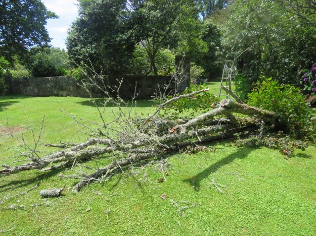 Cornus proved to be a pushover 