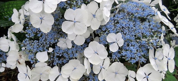 Hydrangea Libelle 