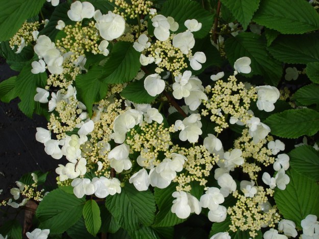 For the purpose of comparison - Hydrangea petiolaris 