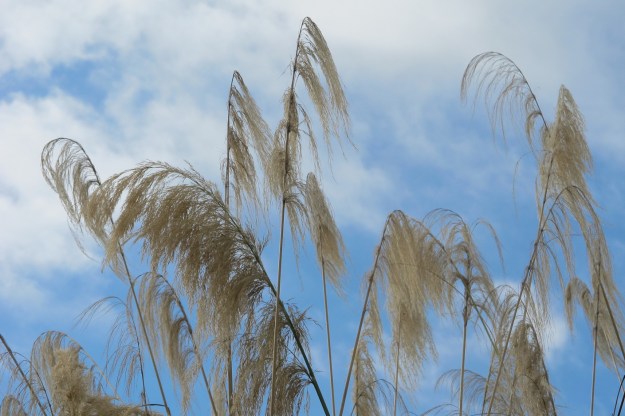 Our native toetoe, or cortaderia 
