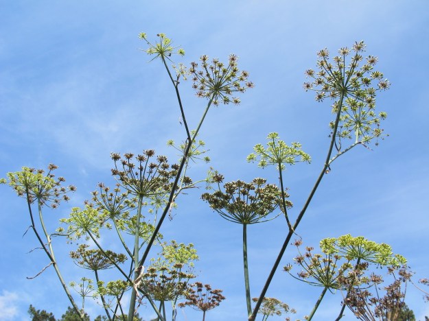 Fennel, seen as a roadside weed here but I think it will fit well in the grass garden 