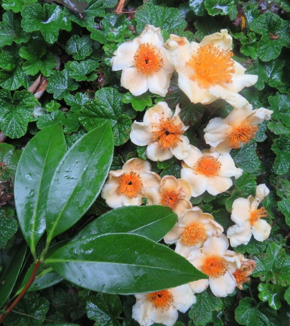 Not a camellia - a tutcheria, we think 