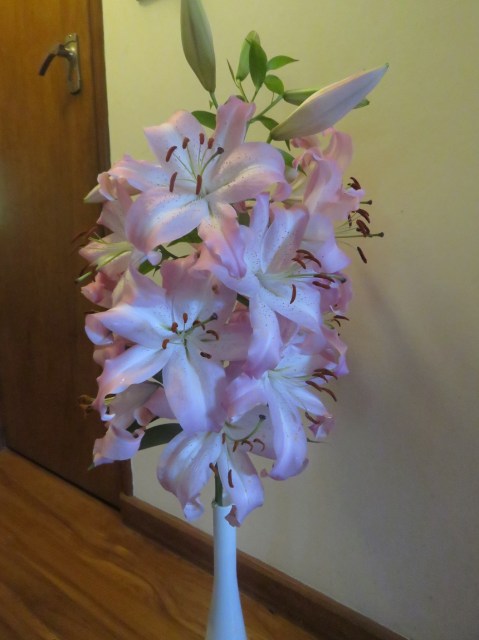 Just a one-off auratum seedling 