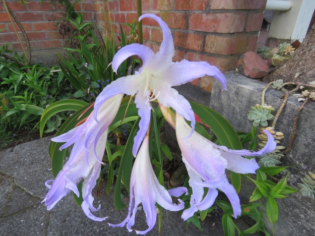 The exquisite Worsleya procera after all the rain 