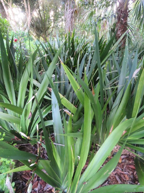 Probably Dietes butcheriana 
