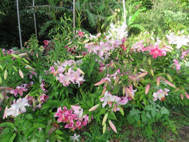 The lily patch in the vegetable garden 