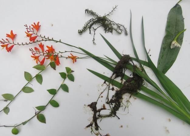 Clockwise from top left: crocosmia, oxygen weed, wretched Cape Pond Weed, blanket weed and tradescantia 