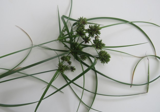 And a weedy carex - at least we think it is a carex, that we are hand digging to remove from both the new garden and the park. Decorative seed heads but way too badly behaved and invasive 