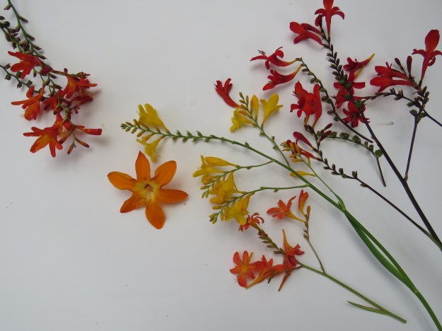 Crocosmia - from left: the roadside weed known as montbretia which is way to invasive to introduce to the garden, a spectacular large orange form that unfortunately does not increase quickly at all, yellow and orange forms and red 'Lucifer' for the new garden 