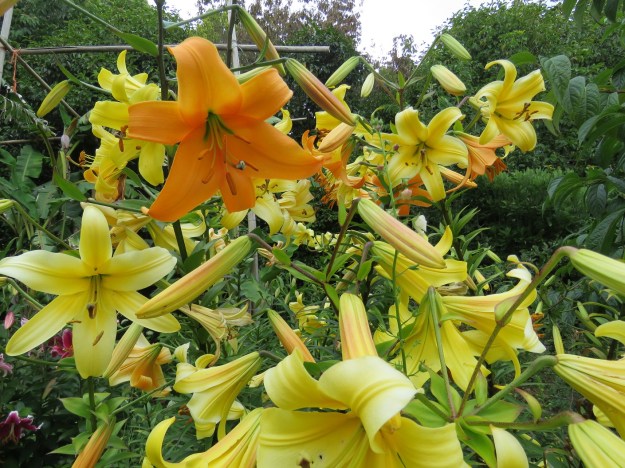 Aurelian lilies in abundance here 