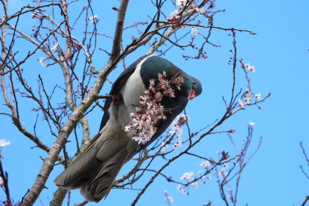 Our beautiful but lumbering native pigeon - the kereru 