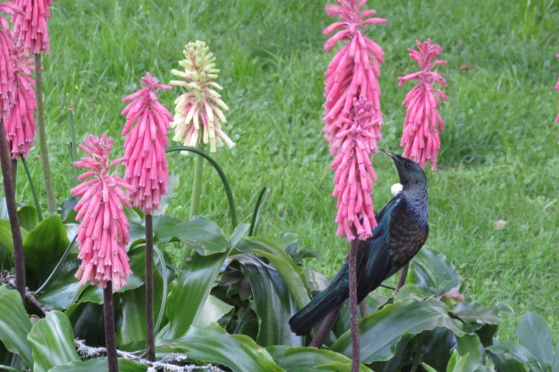 Tui feeding from veltheimia 