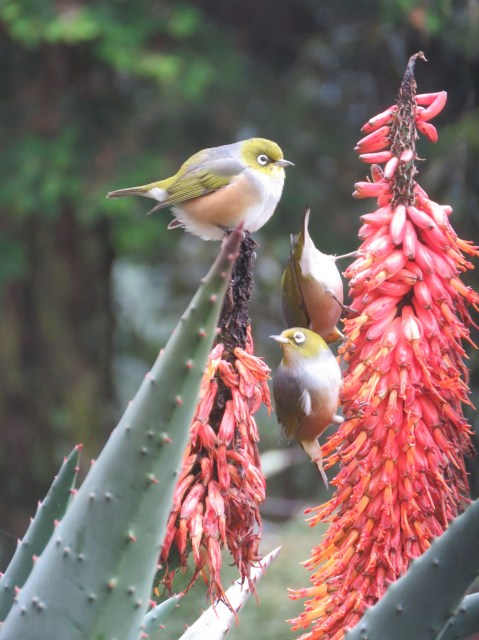 Waxeyes feeding from aloe 