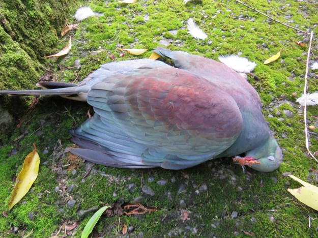 The grief of window-kill kereru 