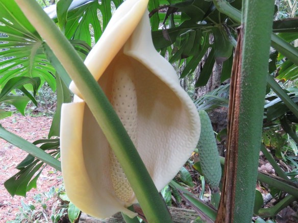 A quilted flower | Tikorangi The Jury Garden