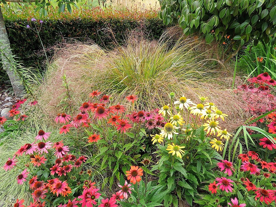 Windgrass The grass report | Tikorangi The Jury Garden