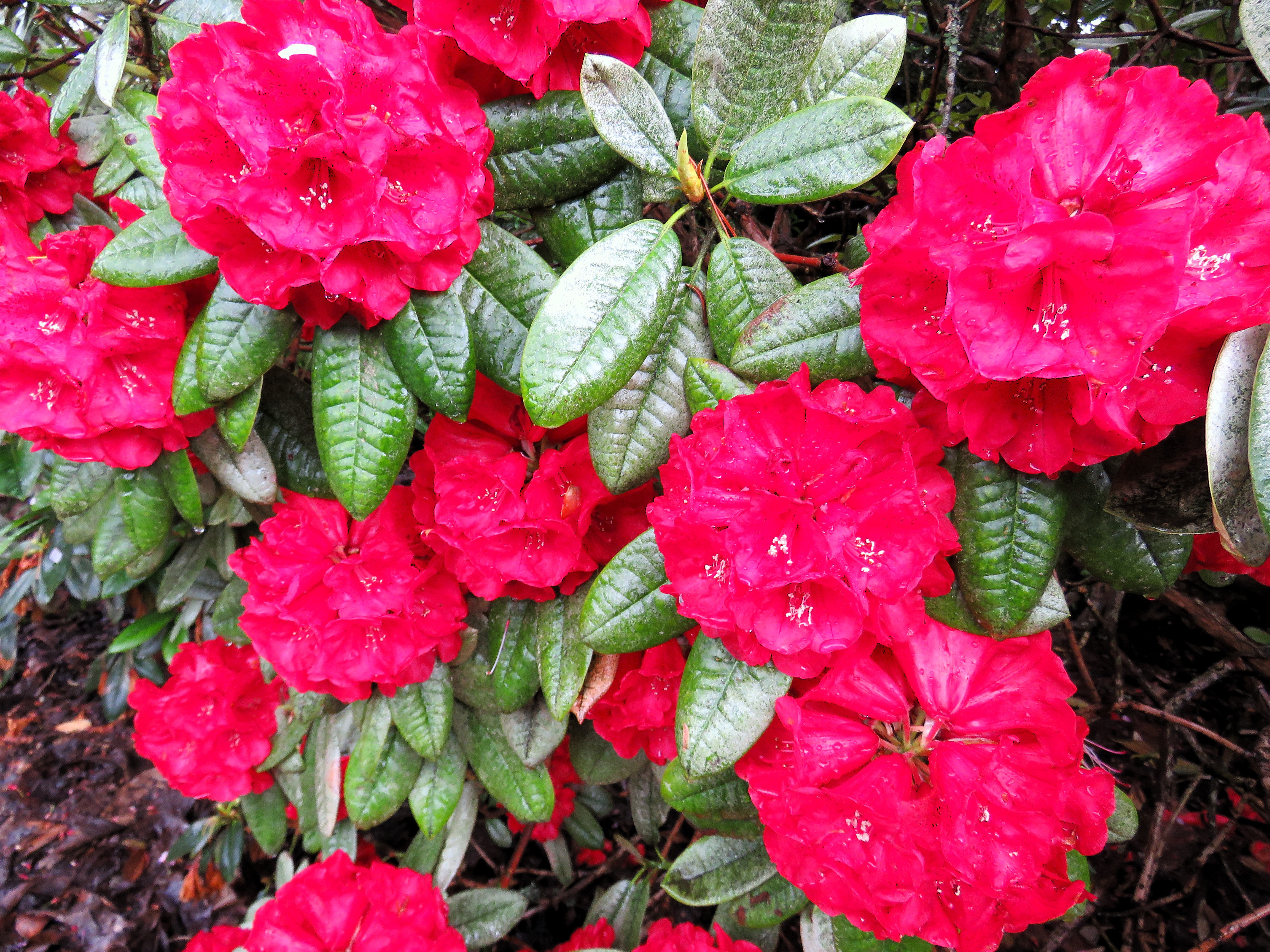 My lukewarm attitude to big red rhododendrons | Tikorangi The Jury Garden