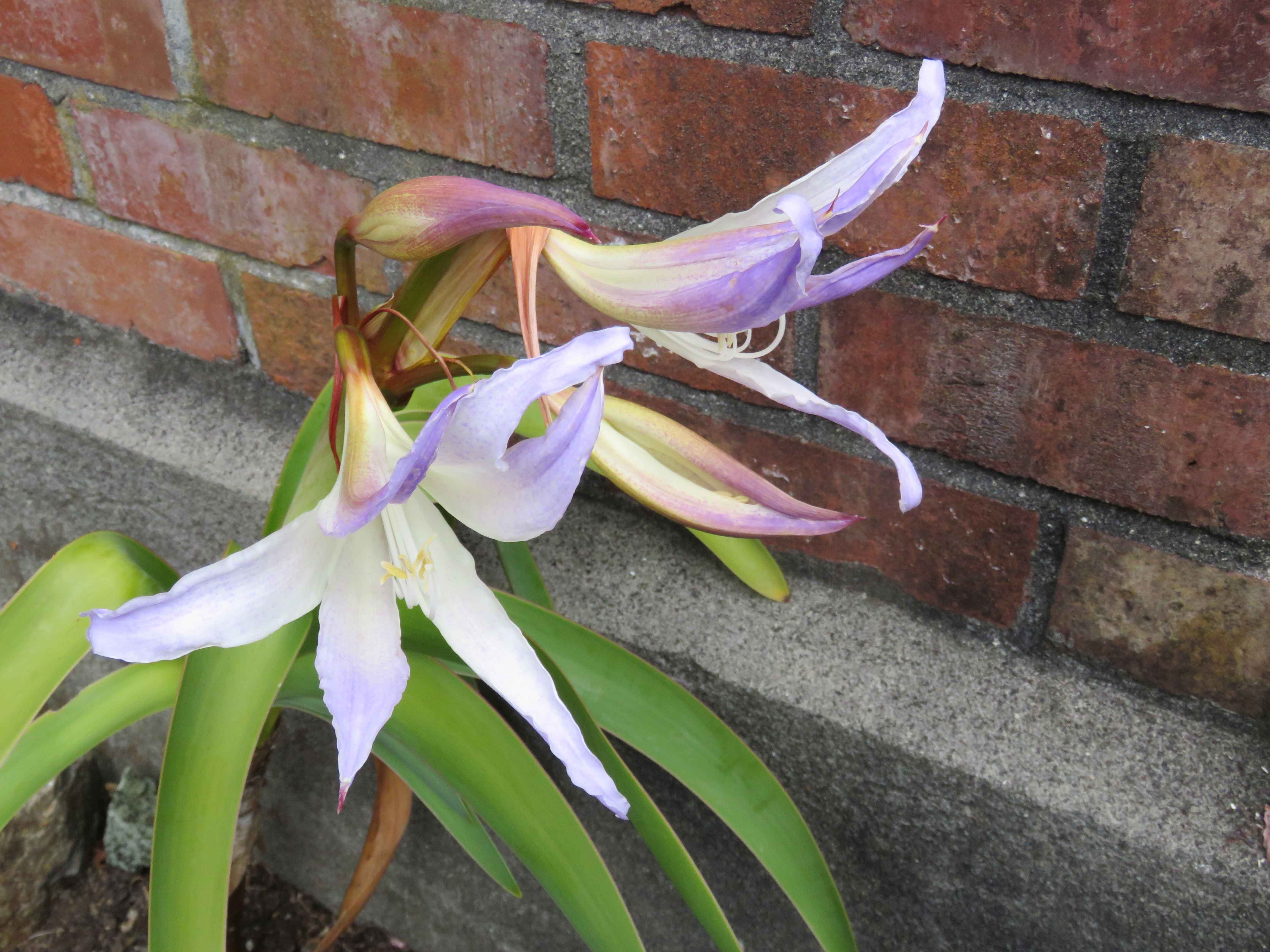 球根 ブルーアマリリス 多肉植物 ⁄ ウォースレヤ プロセラ 安い特販 